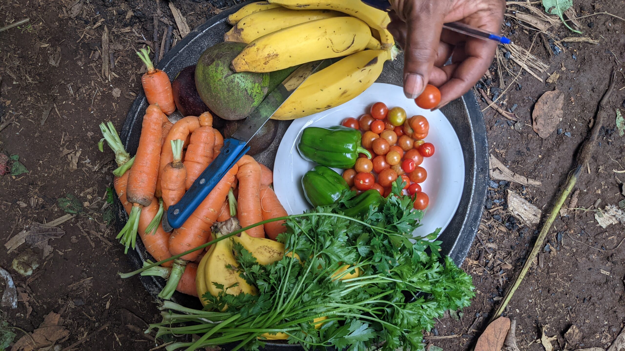 A Taste of Agroecology: Today’s Fresh Harvest from STONEFARMS