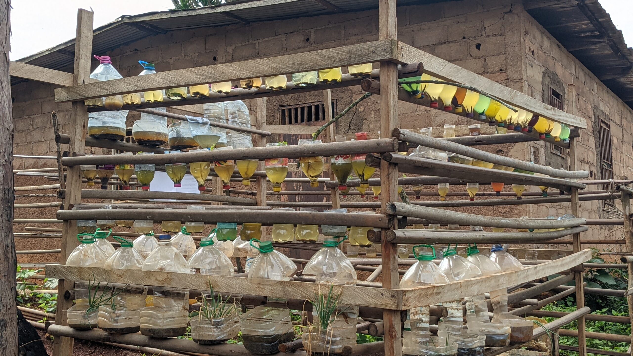Innovating Agriculture in Cameroon With STONEFARMS’ Soilless Cultivation Breakthrough in Dschang