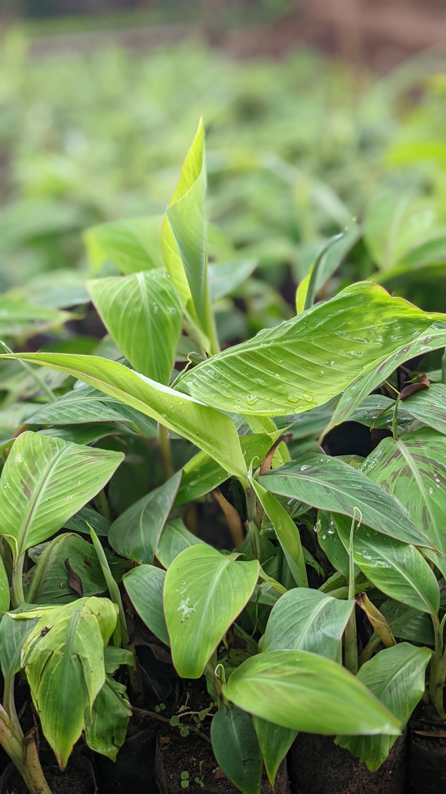 STONEFARMS Nursery: A Living Laboratory for Green Innovation and Sustainable Agriculture