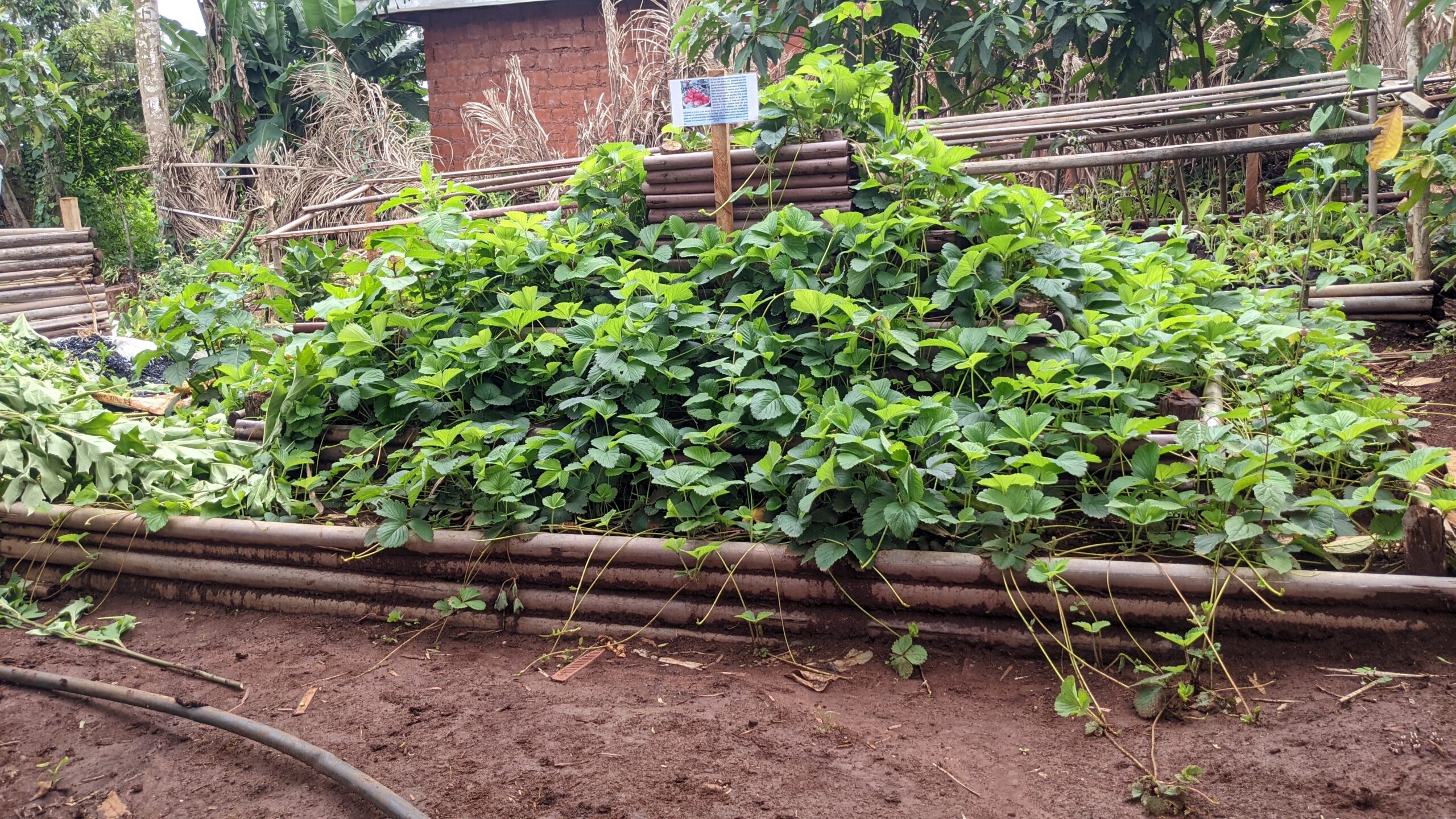 🍓 Strawberries on Bamboo: A Model of Intelligent Farming at STONEFARMS Nursery, Dschang