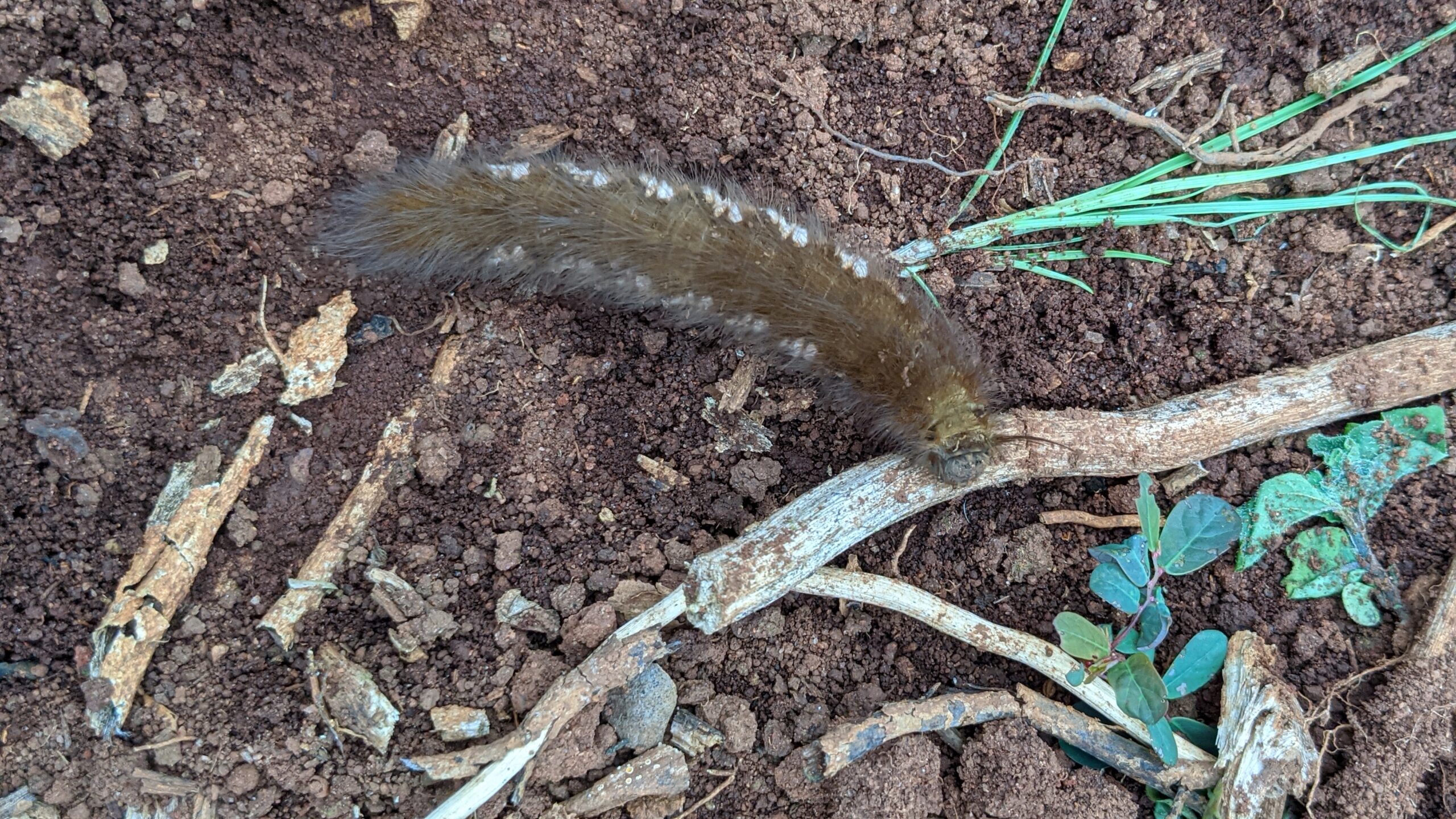 Farming in Harmony with Nature: The Role of Biodiversity at STONEFARMS