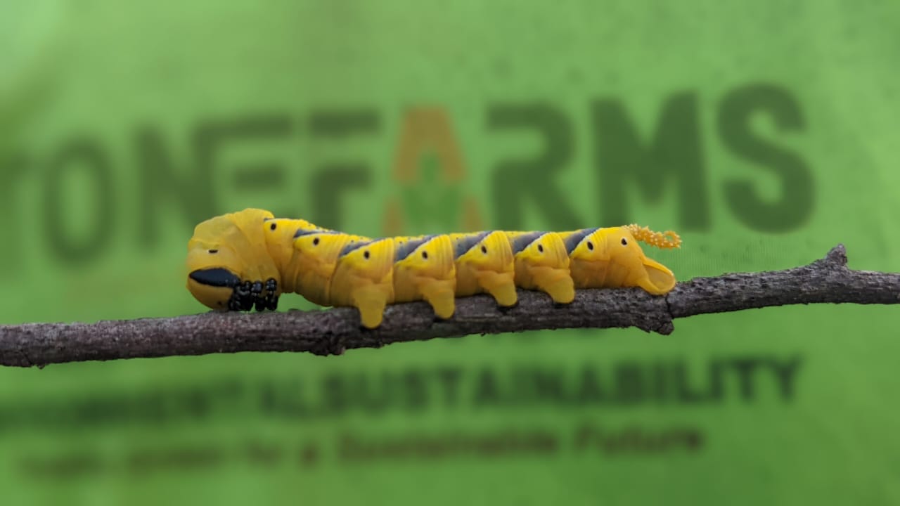 The African Death’s-head Hawkmoth Caterpillar
