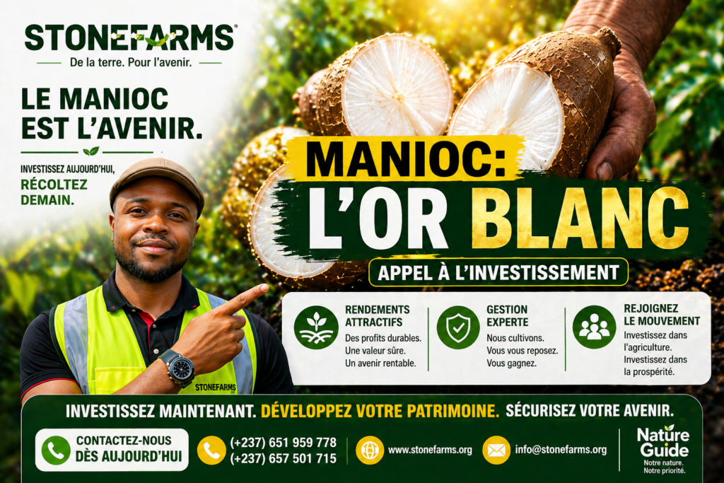 Cassava Investment Project in Foumbot, Cameroon