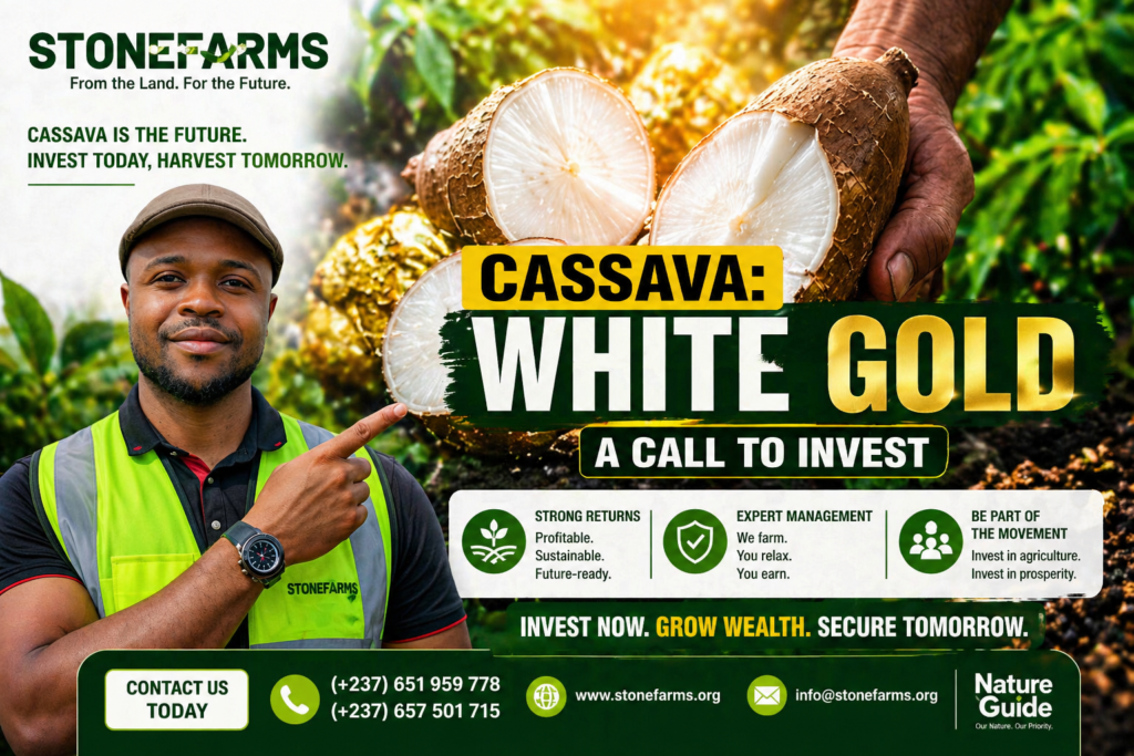 Cassava: Africa’s White Gold