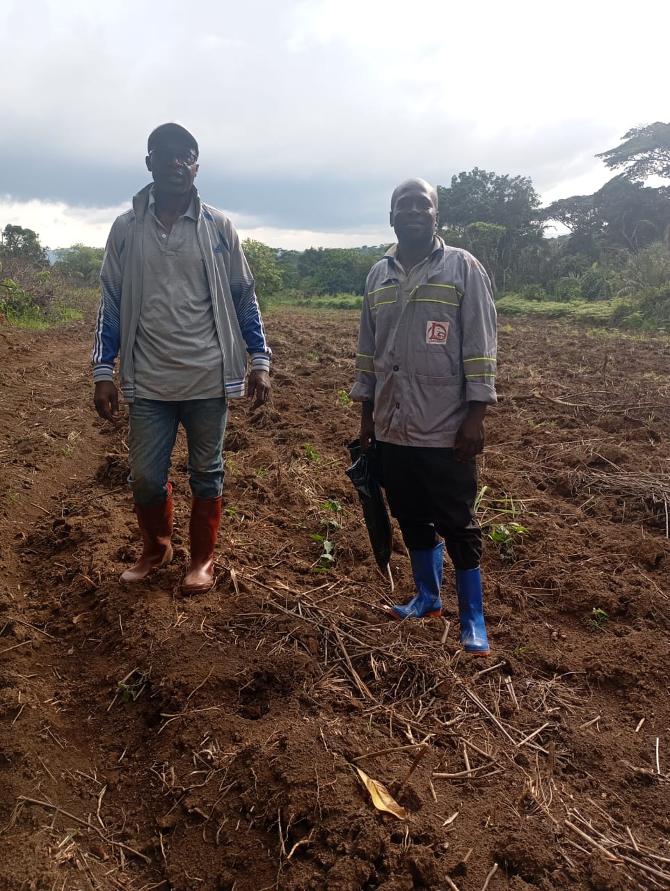 25-Hectare Climate-Smart Cassava Seed Production Hub in Foulong